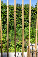Jardin avec des plantes aromatiques et médicinales derrière une palissade en bambou