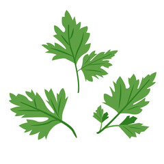 Green parsley leaves set. Cilantro leaves, raw garden parsley twig, chervil or coriander leaf collection. Vector illustration isolated on white background.