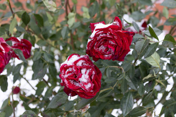 Frozen flowers. Rose bushes in snow. Red flowers and white snow. Rose bushes after snowfall and sudden cold snap. Extreme cold and plants. View of red rose flower in winter. Climate change concept