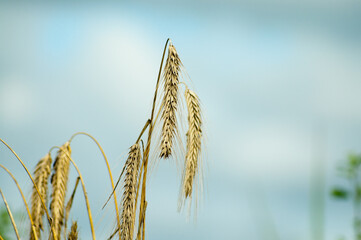 ears of grain crops against the blue sky