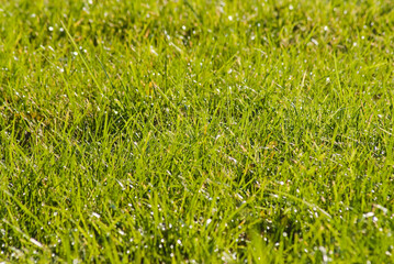 green background, in the photo there is green grass in the meadow close-up