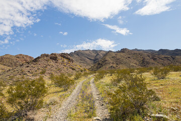 Desert wildflowers along a gravel road