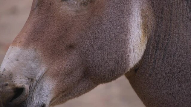 Close up of  an african somalian wild ass donkey head