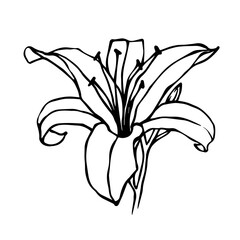 Sketch of a flower, lily bud. Decorative botanical element. Vector graphics.