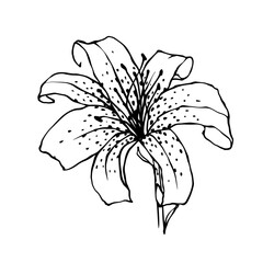 Sketch of a flower, lily bud. Decorative botanical element. Vector graphics.