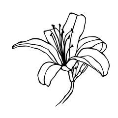 Sketch of a flower, lily bud. Decorative botanical element. Vector graphics.