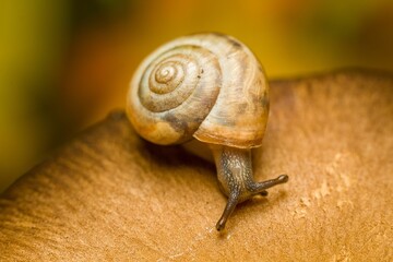 Close-up shot of a snail perched atop a forest of lush green foliage