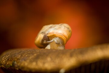 Lose-up of a tiny brown snail perched atop a wooden tabletop, with white wall in the background