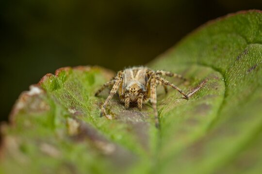 Macro image of a spider perched on a leaf, its eyes wide open