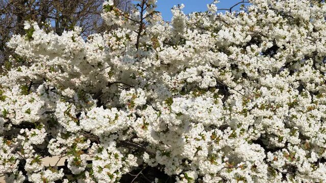Cherry tree with white flowers in full bloom on a sunny spring day - Prunus Sato-Zakura Shirotae. Shot in the Jardin des Plantes - main botanical garden in Paris, France.