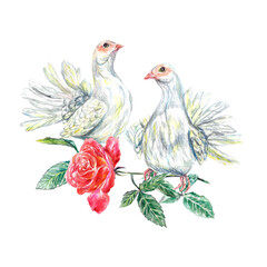 White doves with a red rose. Watercolor illustration on a white background. Valentines Day greeting cards, wedding invitations, covers, stickers.
