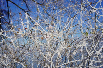 Weiße, vereiste Zweige eines Hagebuttenstrauchs bei Sonnenschein 
