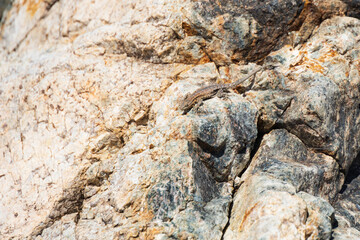 Small lizard sitting on a rock in the desert
