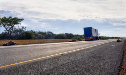 accident truck kill cows on the highway, dead cattle on the side of the road,