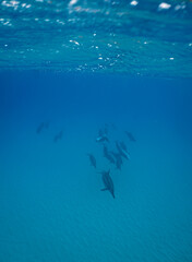 Wild Hawaiian Spinner Dolphins Swim free in the beautiful blue ocean off the Hawaii Shore 