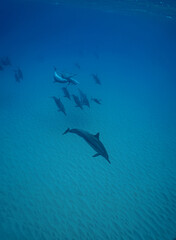 Wild Hawaiian Spinner Dolphins Swim free in the beautiful blue ocean off the Hawaii Shore 