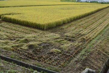 稲刈り作業中の田園風景