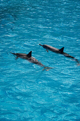 Obraz premium Wild Hawaiian Spinner Dolphins Swim free in the beautiful blue ocean water off Oahu 