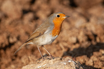 European Robin (Erithacus rubecula) foraging in the field.