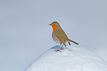 European Robin (Erithacus rubecula) standing on snow.