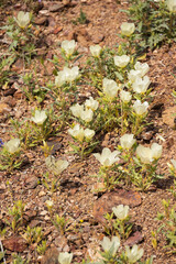 Sand Blazing Star, desert wildflowers in the sand