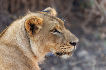 Portrait of a sub-adult male lion in Nairobi National Park
