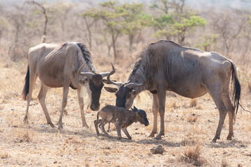 Naklejka na ściany i meble Blue wildebeest mother with newborn trying to stand in Nairobi National Park in Kenya