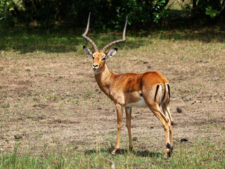 Naklejka na ściany i meble Male impala turns to look at the camera in the Enonkishu Conservancy in Kenya.