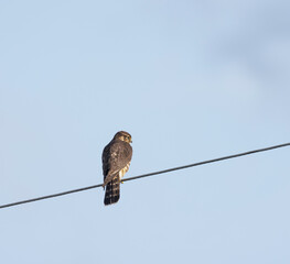 Merlin, Falco columbarius, perched on power line. Back of bird, looking right.