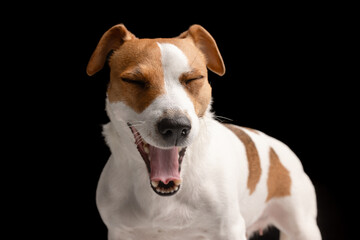 beautiful dog Jack Russell terrier smiling with open mouth on a black background, dog portrait