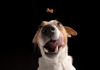 Satisfied dog licks Jack Russell terrier looks up. Hungry pet and thirst for delicious food. Black...