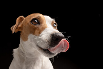 Satisfied dog licks Jack Russell terrier looks up. Hungry pet and thirst for delicious food. Black background