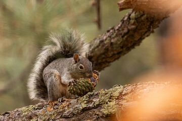 An Arizona Gray Squirrel strips pine nuts from a cone as it sits on a safe perch high on a pine branch in the forest of Madera Canyon Arizona.