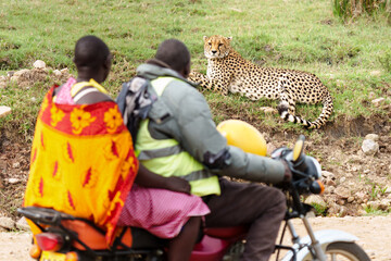 The daily commute in Mbokishi Conservancy as two people on a motorbike pass directly in front of a...
