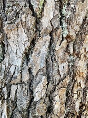 view of old tree bark taken from close range