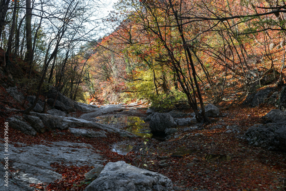 Canvas Prints Autumn forest