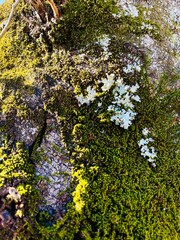 The moss that hangs and grows abundantly on tree trunks 