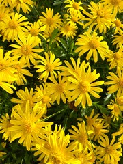 yellow flowers background