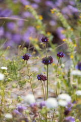 Desert chia, purple desert wildflowers
