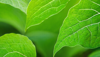 Obraz premium Verdant Curves of Spring