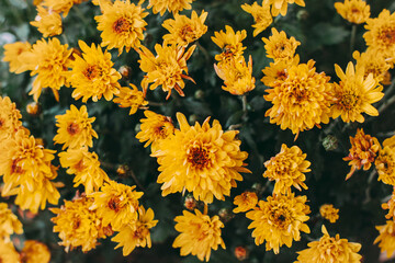 Beautiful yellow chrysanthemum flowers on a dark background.