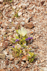 Sand Blazing Star, desert wildflowers in the sand