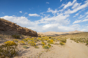 Fototapeta na wymiar Desert wildflowers along a gravel road