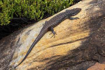 Australian Cunningham's Skink basking on sandstone rock
