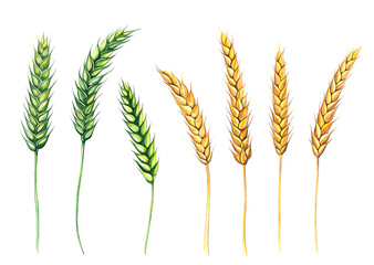 Set of wheat ear, dryed stalk, watercolor illustration isolated on white background. Spikelet of rye, oat hand drawn. Design element for advertising, beer festival, packaging, label, bakery.
