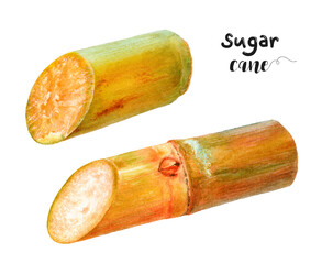 Watercolor illustration of sugar cane close up. Design template for packaging, menu, postcards. PNG