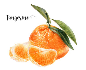 Watercolor illustration of tangerines close up. Design template for packaging, menu, postcards. PNG