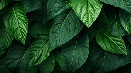 green leaves texture background