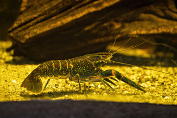Blue crayfish in the aquarium in detail.