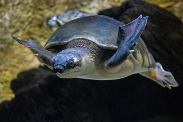 Obraz premium A freshwater turtle with a pig's snout.